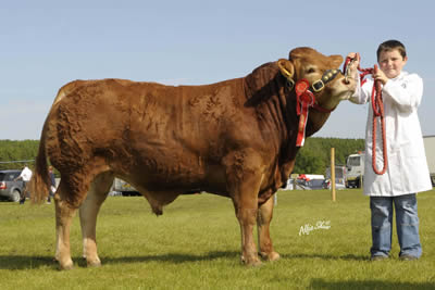 RATHKEELAND DYLAN Champion Beef calf of the show, (Armagh show trophy)